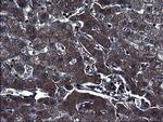 SCRN1 Antibody in Immunohistochemistry (Paraffin) (IHC (P))