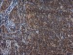 SCRN1 Antibody in Immunohistochemistry (Paraffin) (IHC (P))