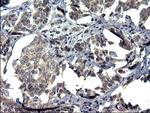 TXNDC5 Antibody in Immunohistochemistry (Paraffin) (IHC (P))