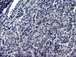 TXNDC5 Antibody in Immunohistochemistry (Paraffin) (IHC (P))