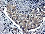 TXNDC5 Antibody in Immunohistochemistry (Paraffin) (IHC (P))