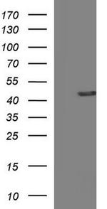 TXNDC5 Antibody in Western Blot (WB)