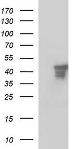 SCRN1 Antibody in Western Blot (WB)