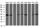 SCRN1 Antibody in Western Blot (WB)