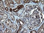 Alix Antibody in Immunohistochemistry (Paraffin) (IHC (P))