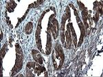 Alix Antibody in Immunohistochemistry (Paraffin) (IHC (P))