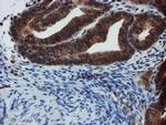 XTP4 Antibody in Immunohistochemistry (Paraffin) (IHC (P))