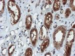 XTP4 Antibody in Immunohistochemistry (Paraffin) (IHC (P))