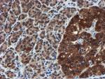 XTP4 Antibody in Immunohistochemistry (Paraffin) (IHC (P))