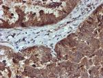 XTP4 Antibody in Immunohistochemistry (Paraffin) (IHC (P))