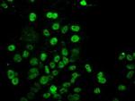 UBE2E3 Antibody in Immunocytochemistry (ICC/IF)