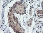 PYCARD Antibody in Immunohistochemistry (Paraffin) (IHC (P))