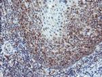 PYCARD Antibody in Immunohistochemistry (Paraffin) (IHC (P))