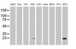 PYCARD Antibody in Western Blot (WB)