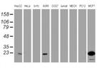 PYCARD Antibody in Western Blot (WB)