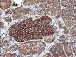 USP9X Antibody in Immunohistochemistry (Paraffin) (IHC (P))