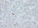 USP36 Antibody in Immunohistochemistry (Paraffin) (IHC (P))