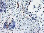 USP36 Antibody in Immunohistochemistry (Paraffin) (IHC (P))