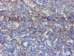 USP36 Antibody in Immunohistochemistry (Paraffin) (IHC (P))