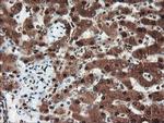 PSMA6 Antibody in Immunohistochemistry (Paraffin) (IHC (P))