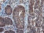 PSMA6 Antibody in Immunohistochemistry (Paraffin) (IHC (P))