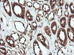 PSMA6 Antibody in Immunohistochemistry (Paraffin) (IHC (P))