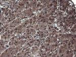 PSMA6 Antibody in Immunohistochemistry (Paraffin) (IHC (P))