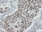 SENP2 Antibody in Immunohistochemistry (Paraffin) (IHC (P))