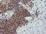 SENP2 Antibody in Immunohistochemistry (Paraffin) (IHC (P))