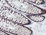 SENP2 Antibody in Immunohistochemistry (Paraffin) (IHC (P))