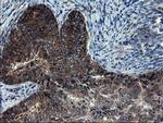 CNOT4 Antibody in Immunohistochemistry (Paraffin) (IHC (P))