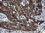 CNOT4 Antibody in Immunohistochemistry (Paraffin) (IHC (P))