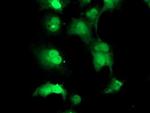 TPRKB Antibody in Immunocytochemistry (ICC/IF)