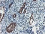 TPRKB Antibody in Immunohistochemistry (Paraffin) (IHC (P))