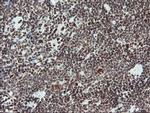 TPRKB Antibody in Immunohistochemistry (Paraffin) (IHC (P))