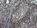 TPRKB Antibody in Immunohistochemistry (Paraffin) (IHC (P))