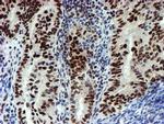 SLUG Antibody in Immunohistochemistry (Paraffin) (IHC (P))