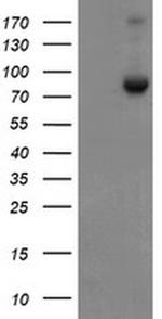 SnoN Antibody in Western Blot (WB)