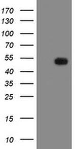 MRPS27 Antibody in Western Blot (WB)