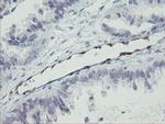 RBPMS Antibody in Immunohistochemistry (Paraffin) (IHC (P))