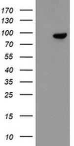 FBXO42 Antibody in Western Blot (WB)