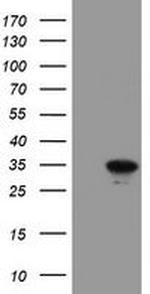 RBPMS Antibody in Western Blot (WB)