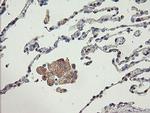 AGTPBP1 Antibody in Immunohistochemistry (Paraffin) (IHC (P))