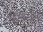 TPRKB Antibody in Immunohistochemistry (Paraffin) (IHC (P))