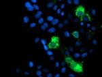 MRPS27 Antibody in Immunocytochemistry (ICC/IF)