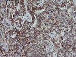 MRPS27 Antibody in Immunohistochemistry (Paraffin) (IHC (P))