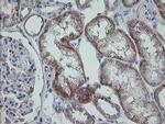 MRPS27 Antibody in Immunohistochemistry (Paraffin) (IHC (P))