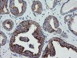 MRPS27 Antibody in Immunohistochemistry (Paraffin) (IHC (P))