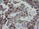 MRPS27 Antibody in Immunohistochemistry (Paraffin) (IHC (P))