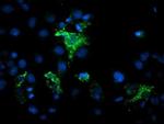 MIPEP Antibody in Immunocytochemistry (ICC/IF)